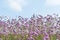 Blooming purple verbena background