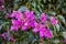 Blooming purple or violet bougainvillea flowers.  Floral background