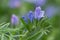 Blooming purple viper`s bugloss