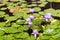 Blooming purple water lily in pond. Aquatic plants