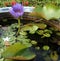 Blooming purple waterlily and falling flowers in china basin