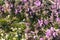 Blooming purple weed flowers with green leaves in the meadow