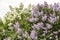 Blooming purple and white clusters  flowers wisteria lilac  spring