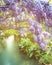 Blooming purple wisteria above the river on sunny day