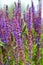 Blooming purple woodland sage flower