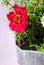 Blooming purslane on a white background