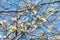 Blooming pussy-willow buds close-up