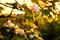 Blooming quince tree on soft sunshine