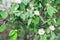 Blooming Quince tree with white flowers. Blooming branch of Quince -Cydonia oblonga