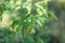 Blooming Ragweed Ambrosia bush , closeup. Seasonal allergy