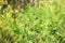 Blooming ragweed plant Ambrosia genus , closeup. Seasonal allergy