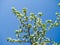 Blooming ranetka. White small flowers against the blue sky