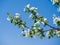 Blooming ranetka. White small flowers against the blue sky