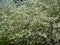 Blooming ranetka. White small flowers on a background of green leaves