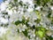 Blooming ranetka. White small flowers on a branch. Summer sunny day