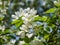 Blooming ranetka. White small flowers on a branch. Summer sunny day