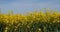 Blooming Rape field, brassica napus, Normandy in France