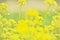 Blooming rape flowers Oilseed rape yellow