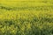 Blooming rapeseed