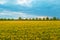 Blooming rapeseed Brassica napus field with trees and sky in background, beauty in nature