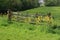 Blooming rapeseed before the closed wooden fence in the grassland in the beautiful spring.