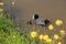 Blooming rapeseed and a family Eurasian Coot, Fulica Atra in the pond in spring.