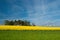 Blooming rapeseed field