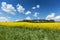 Blooming Rapeseed Field