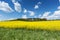 Blooming Rapeseed Field