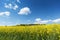 Blooming Rapeseed Field