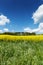 Blooming Rapeseed Field