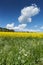 Blooming Rapeseed Field