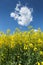 Blooming Rapeseed Field