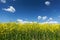 Blooming Rapeseed Field