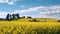 Blooming rapeseed field with a blue sky in summer.