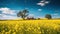 Blooming rapeseed field with a blue sky in summer.