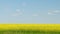 Blooming rapeseed field. Panorama. Copy space.