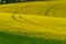 Blooming rapeseed field in a slightly hilly landscape in the sunshine.