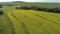 Blooming rapeseed field on a summer sunny day.