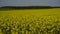 Blooming rapeseed field on a sunny day.