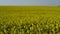 Blooming rapeseed field on a sunny day.