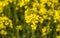 Blooming rapeseed fields and details of a flower