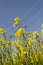 Blooming rapeseed fields and details of a flower. Sky in background