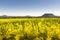 Blooming rapeseed filed in East Germany