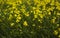 Blooming rapeseed flowers, canola close-up. Bright yellow rapeseed oil. blooming rapeseed
