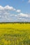 Blooming rapeseed meadow, yellow flowers, clear blue sky with cumulus white clouds. Rural landscape with rapeseed blossom field
