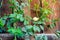 Blooming rare double petaled, snow white butterfly pea vine on green trellis netting near stain wooden fence at backyard garden in