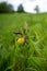 Blooming rare and endangered Lady\\\'s-slipper orchid in the middle of a protected mountain meadow