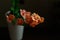 Blooming rare peach orange medium-sized orchid of genus Asconopsis Irene Dobkin on the dark background. Selective focus. Home