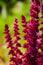 Blooming red amaranth plant close up. Amaranthus caudatus commonly known as blood amaranth, red amaranth, purple amaranth